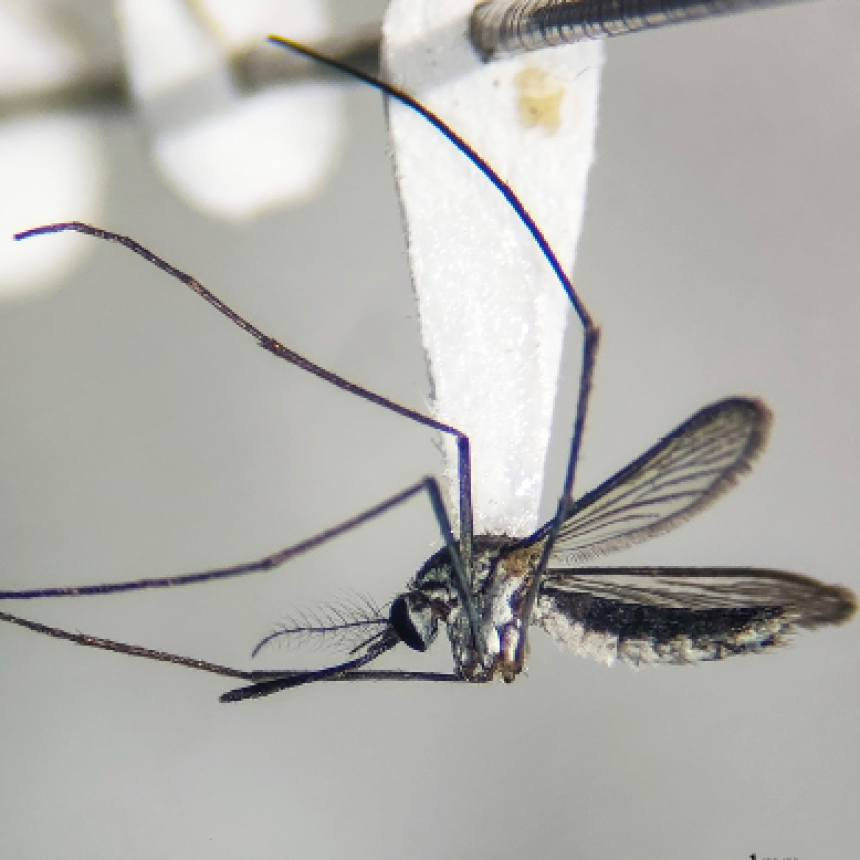 Investigaci&oacute;n de la UNNE descubre una nueva especie de mosquito  para la ciencia